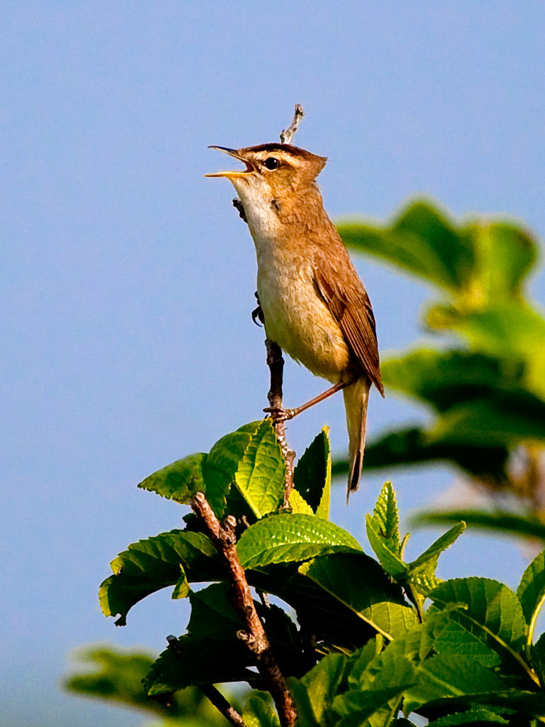 image Black-browed Reed Warbler